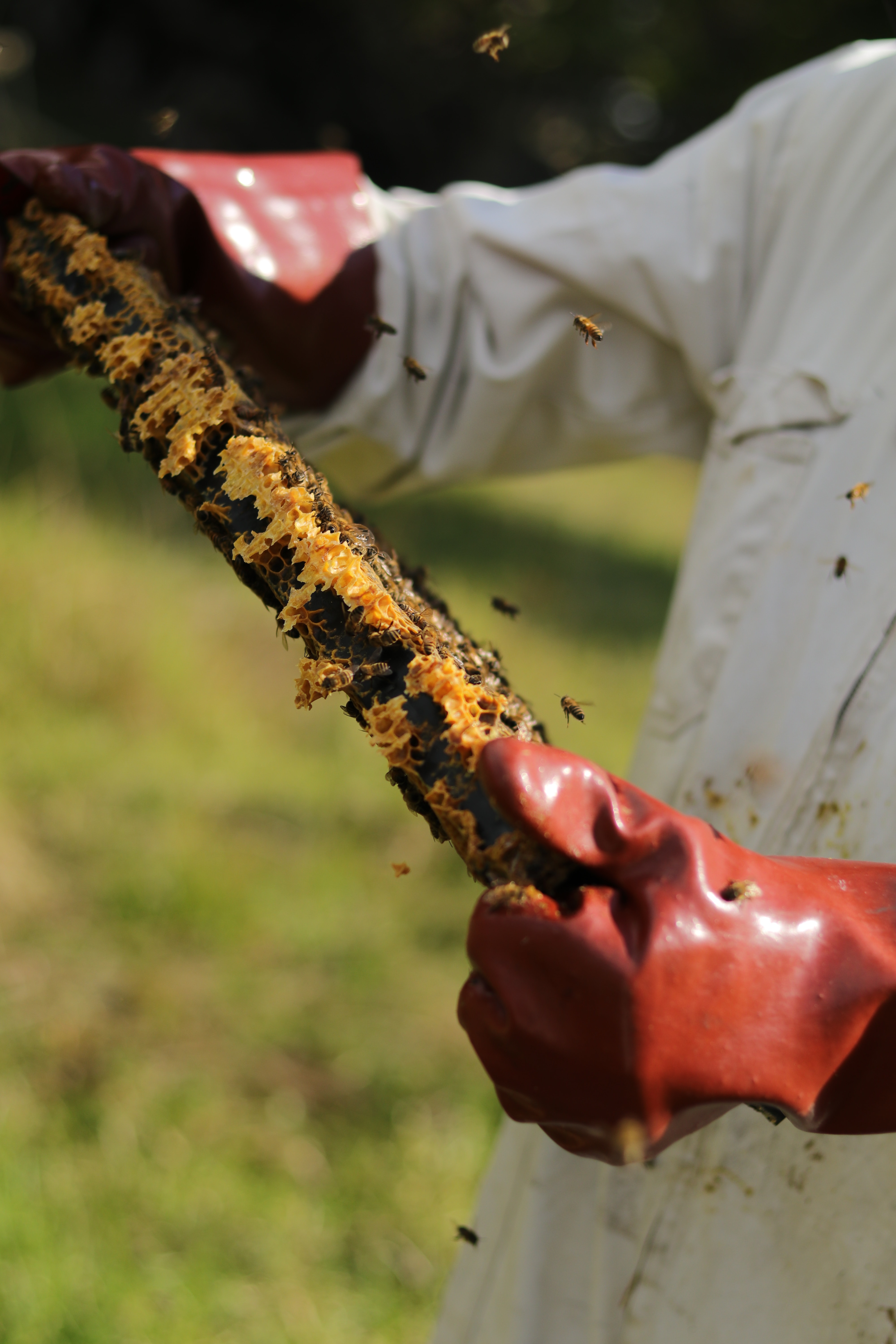 Beekeeper inspecting a beehive for apiculture